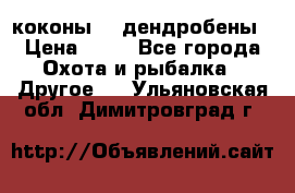 коконы    дендробены › Цена ­ 25 - Все города Охота и рыбалка » Другое   . Ульяновская обл.,Димитровград г.